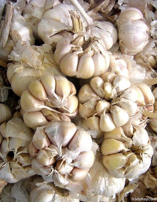 Chinese Garlic Wholesale