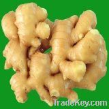 Fresh Chinese Ginger