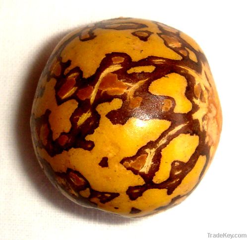 Tagua Seeds