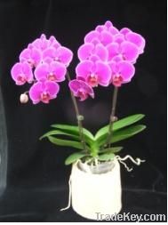 Orchid pland /phalaenopsis