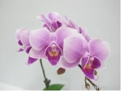 Orchid pland /phalaenopsis