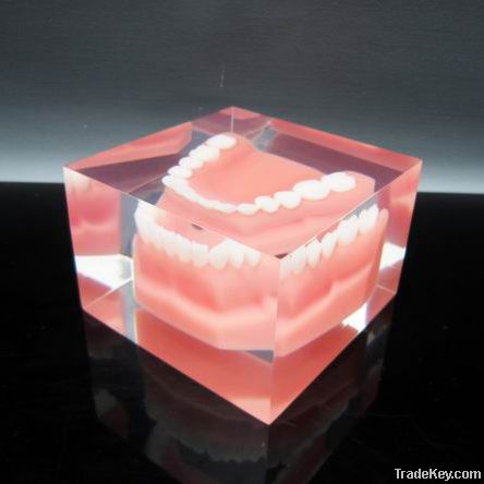 Acrylic Resin Artificial Teeth Block Paperweight Factory