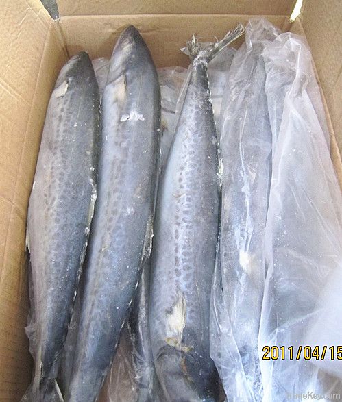 Pacific Mackerel