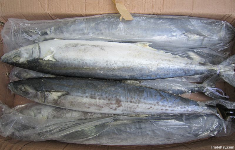 Spanish Mackerel