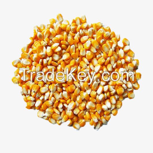 MAIZE/ YELLOW CORN