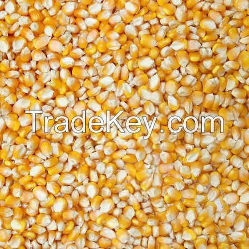 MAIZE/ YELLOW CORN