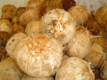 fresh whole matured coconuts