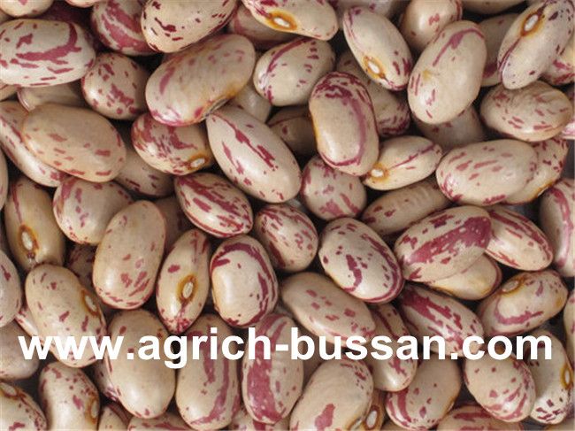 Light Speckled Kidney Beans (American Oval Shape)