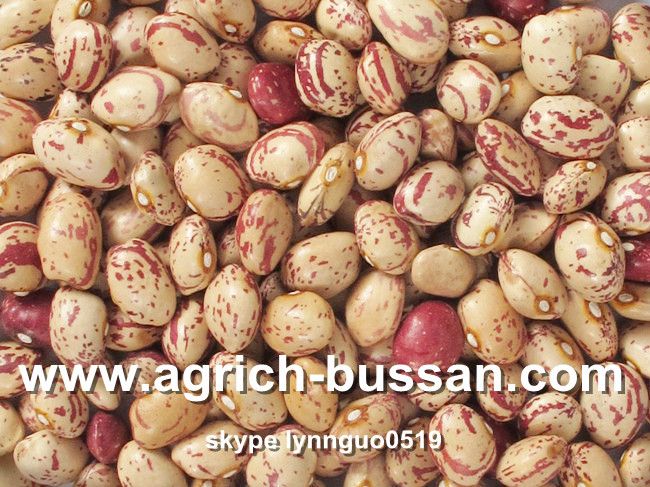 Light Speckled Kidney Beans(Xinjiang Origin)