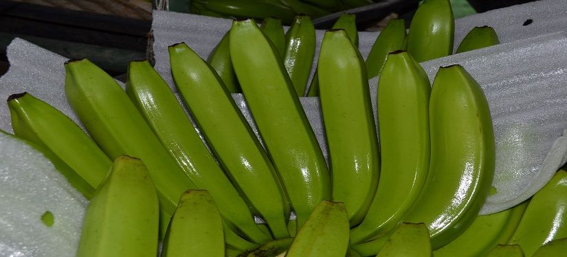 Philippine Fresh Cavendish Banana