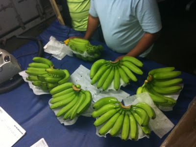 Philippine Fresh Cavendish Banana