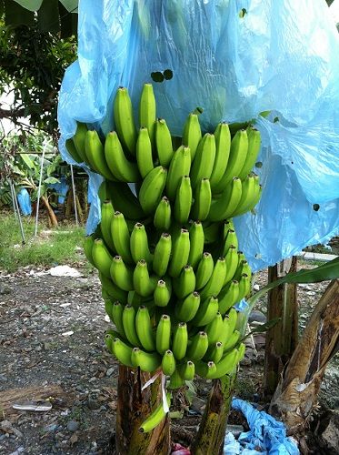 Philippine Fresh Cavendish Banana