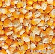 YELLOW  CORN / MAIZE