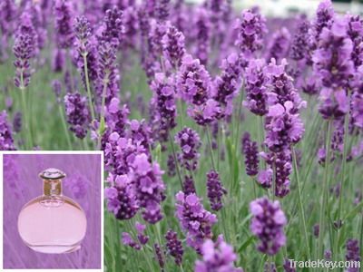 Lavender oil