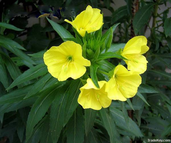 Evening primrose oil