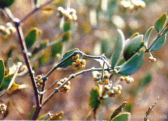 Jojoba oil