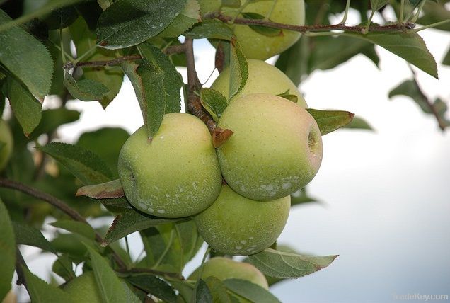 Golden Delicious Apples