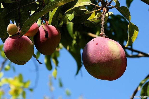 Fresh Mangos