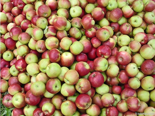 Fresh Apples