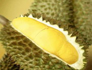 Durian