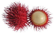 Rambutan