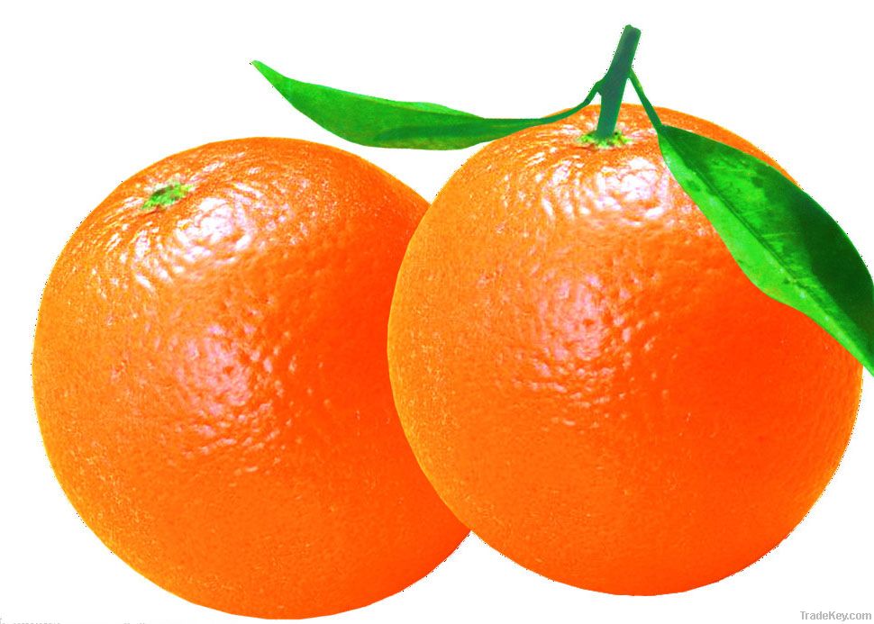 Fresh Chinese Navel Orange