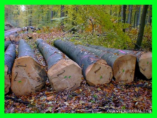 BEECH LOGS