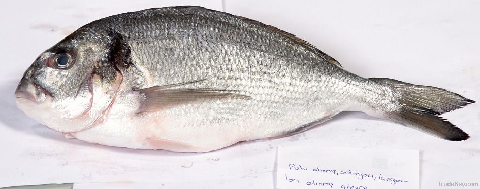 seabass, sea bream, rainbow trout