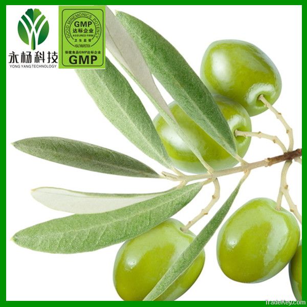 Olive Leaf Extract