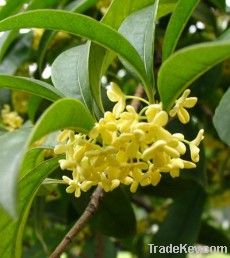 Sweet Osmanthus concrete