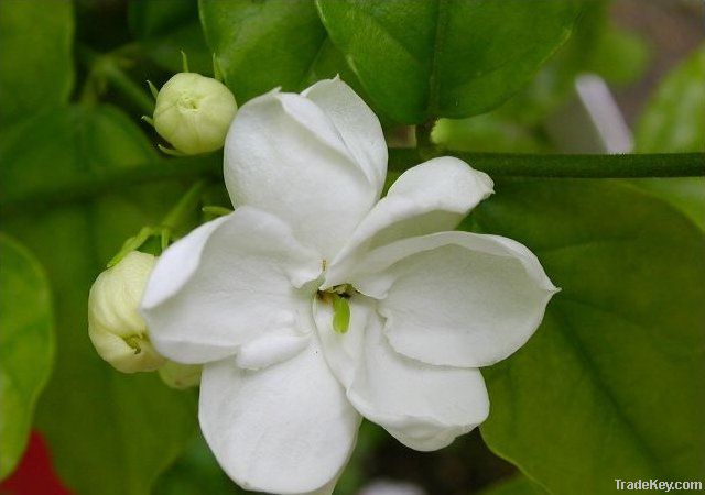 Jasmine extract