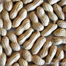 Peanuts / Ground nut