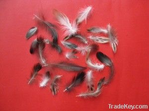 Washed grey duck feather