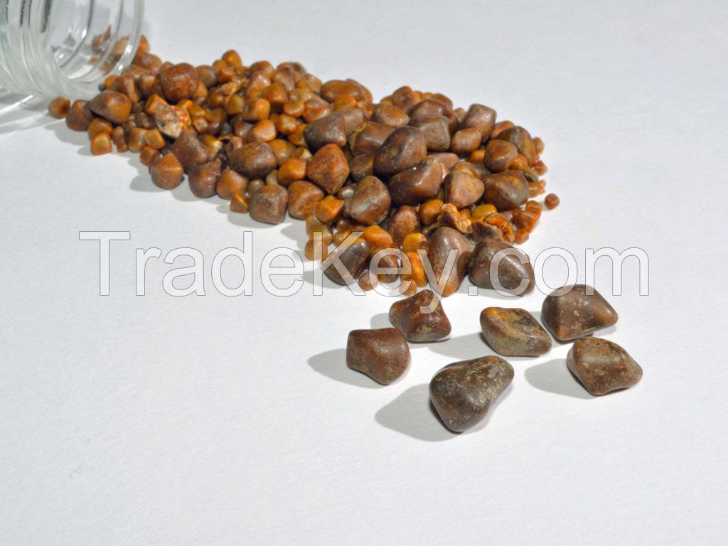 Gallstones Cow Ox Cattle Gallstones