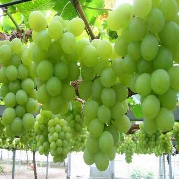 Grape, Fresh Grapes, Seedless Grapes, Green/Red/Purple/Black Grapes