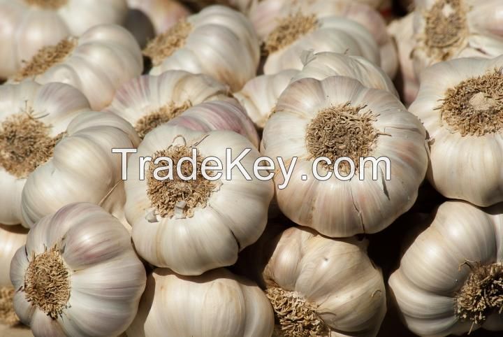 Garlic Fresh And Dried Garlic / Red Garlic Cheap Premium Quality 100%