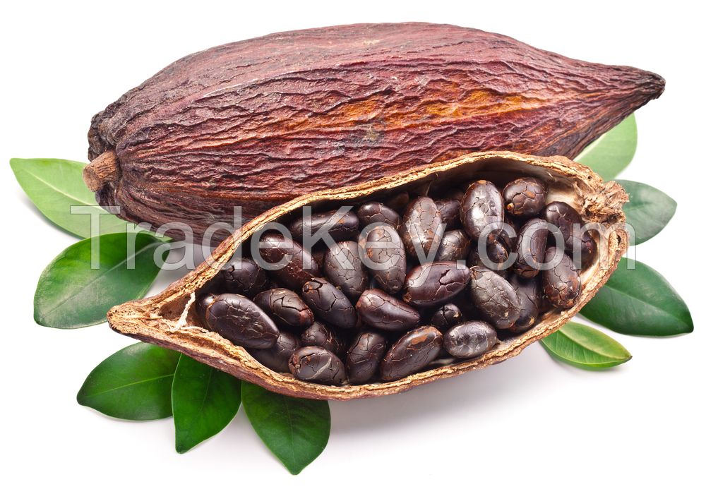 Cocoa Beans Cacao Beans