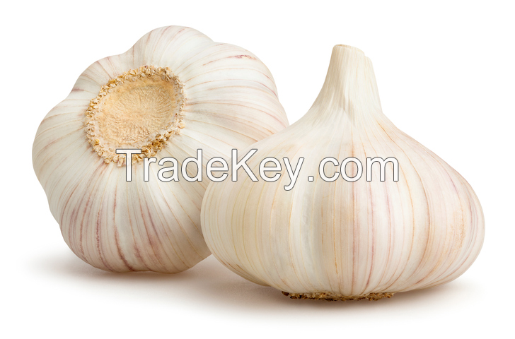 Garlic Fresh And Dried Garlic / Red Garlic Cheap Premium Quality 100%