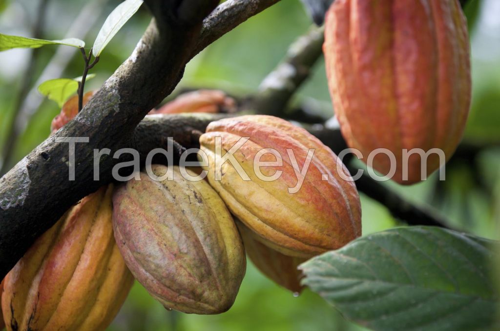 Cocoa Beans Cacao Beans