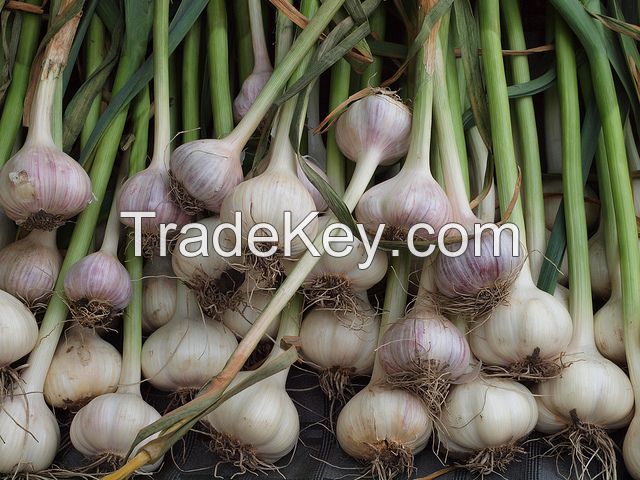 Garlic Fresh And Dried Garlic / Red Garlic Cheap Premium Quality 100%