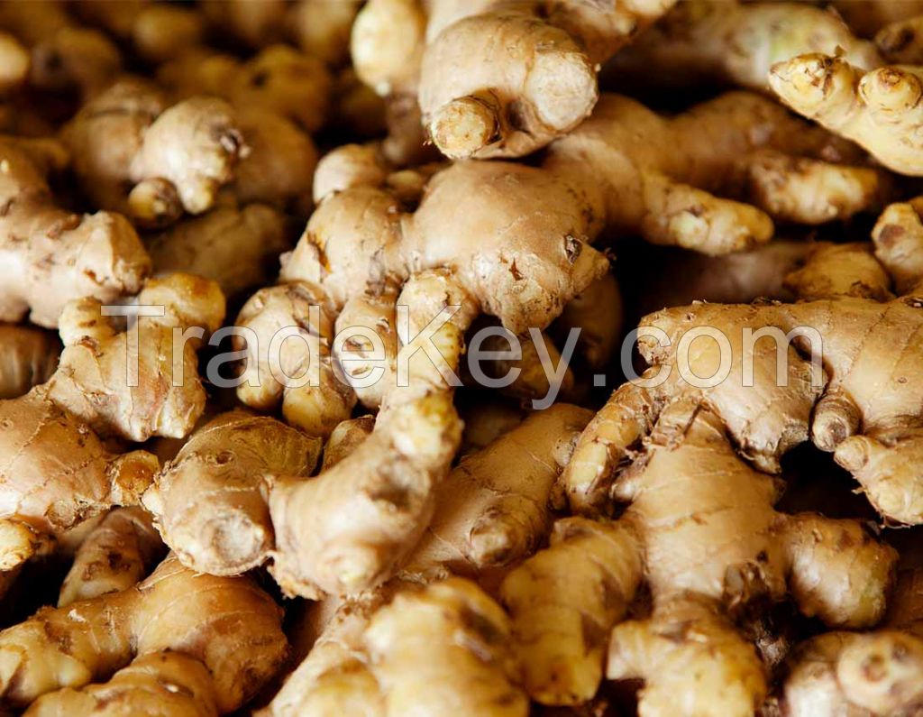 Ginger Fresh Ginger Quality Ginger From Africa