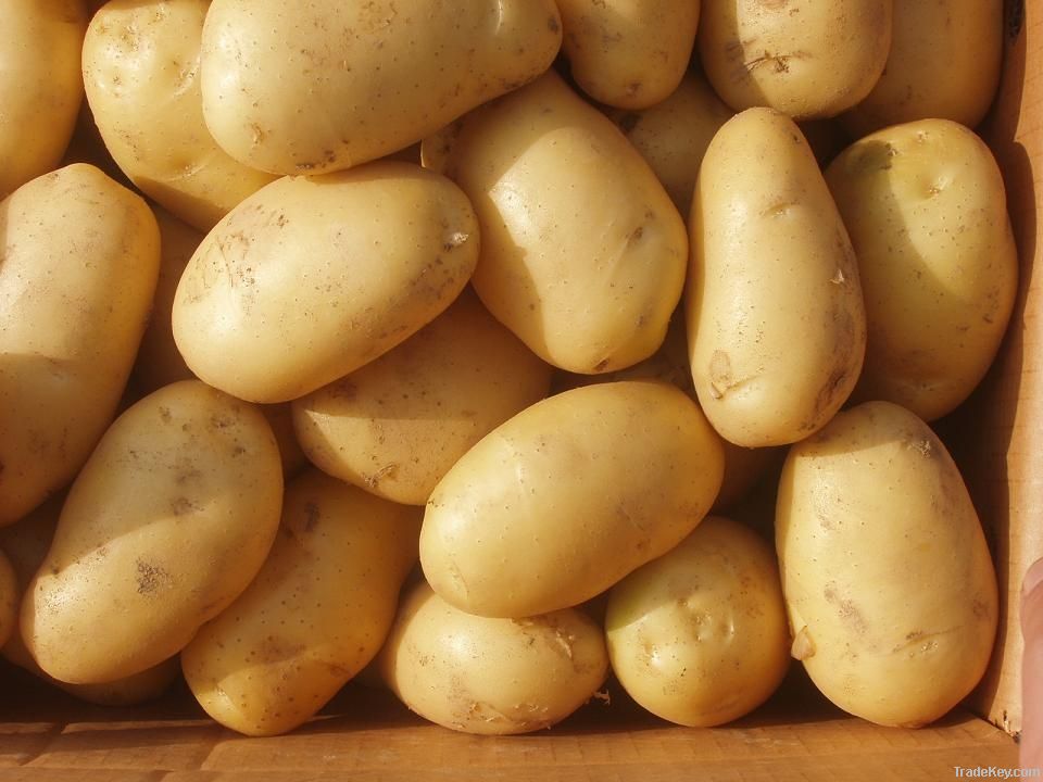 Fresh Potato