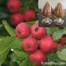 Hawthorn Berry Extract