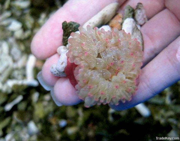 Anemones