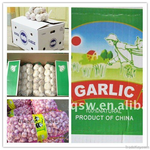 chinese fresh garlic