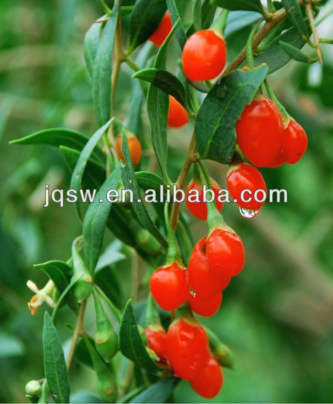 2014 new crop organic goji berries