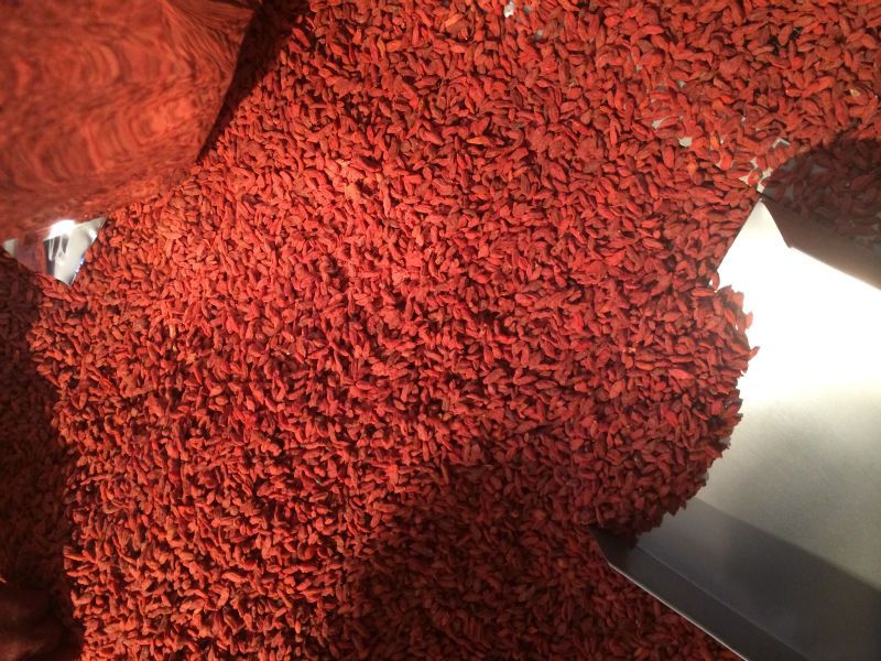 wholesale chinese dried goji berry