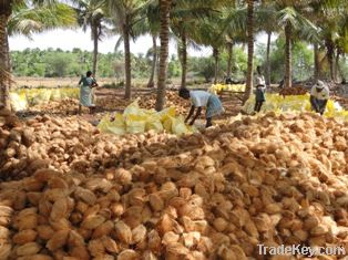 Semi husk coconuts