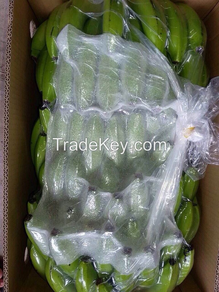 Wholesale price, fesh Cavendish Banana from Afica