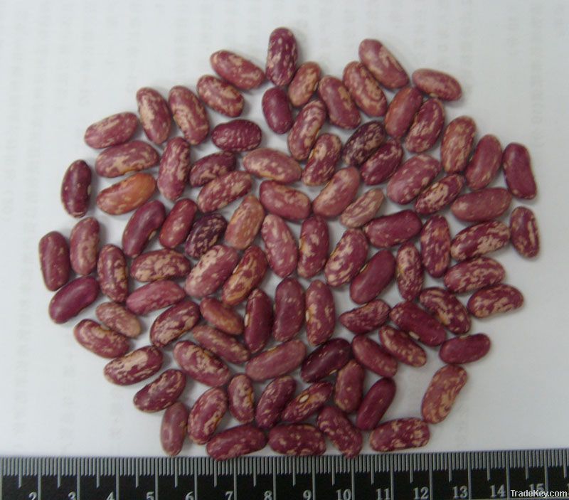 Red kidney beans